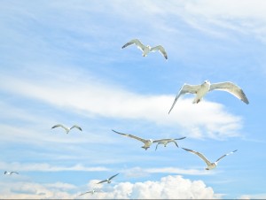 gulls 833515 e1441921320245